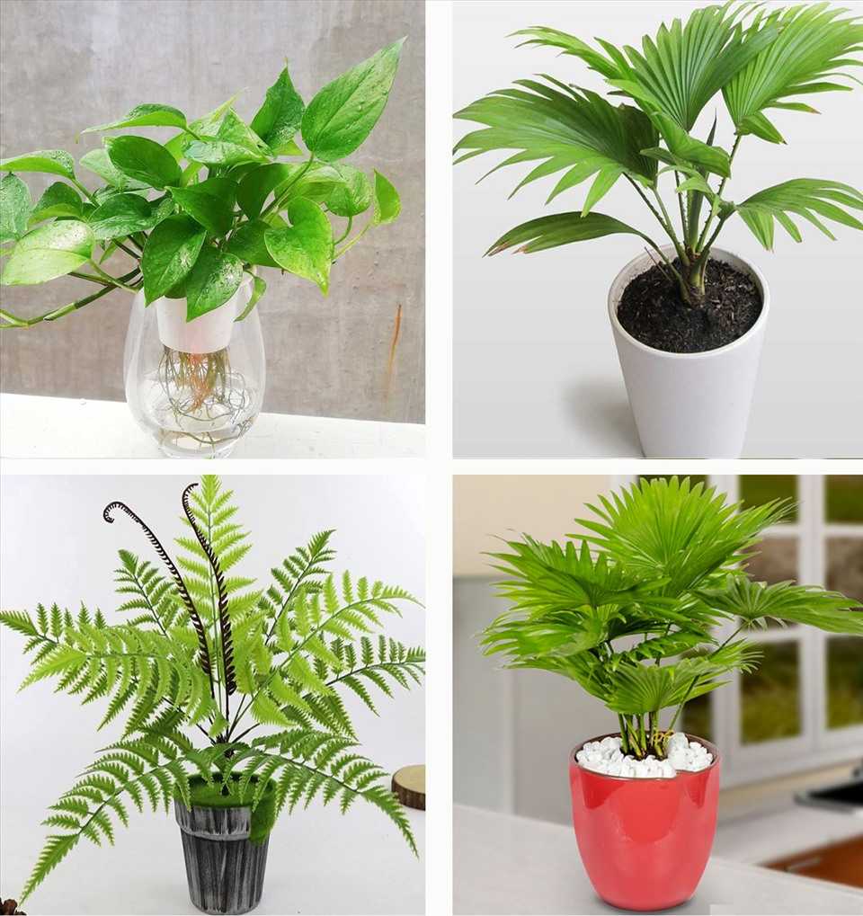 Cách chọn hoa cho từng không gian nhà ở